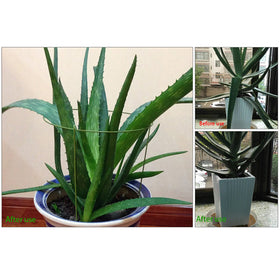 Rescozy rings in a lush garden blend with foliage for discreet support