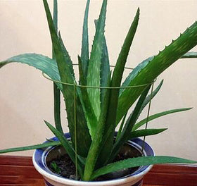 Rescozy rings with stems through ring guide growth for neat plant form
