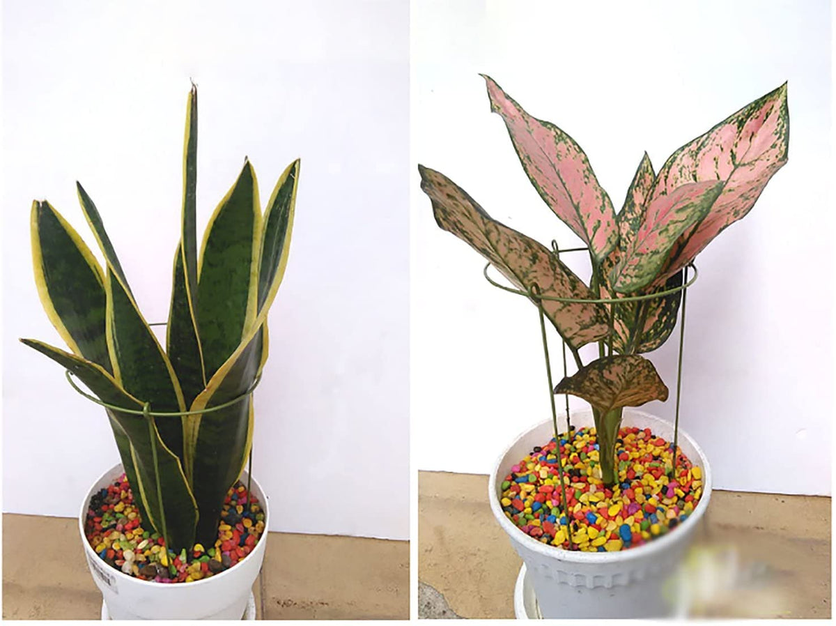 Rescozy rings' three-leg design stabilizes plants during growth