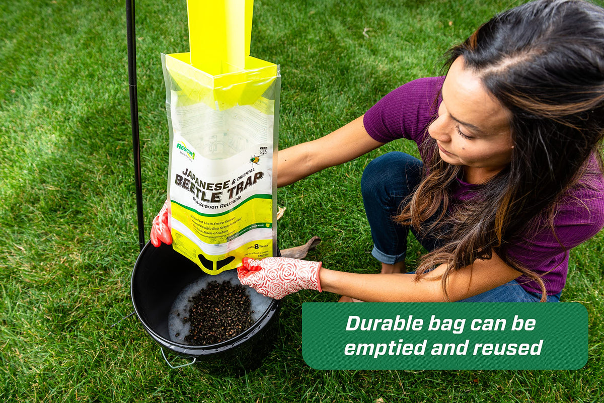 RESCUE! Japanese Beetle Trap setup keeps beetles away when placed from prized plants.