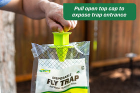 RESCUE! Attractant bait being added to trap before outdoor deployment.