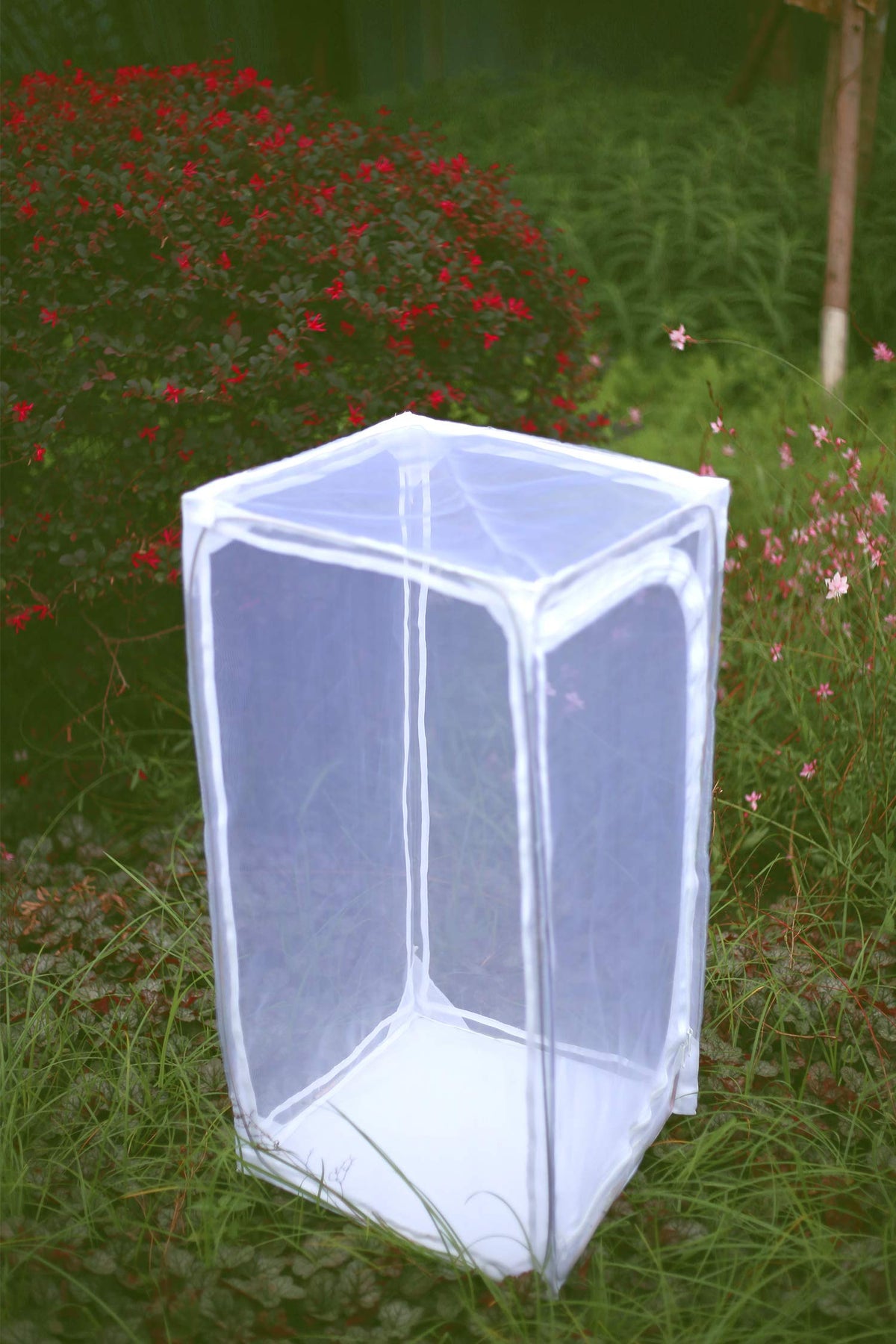 RESTCLOUD monarch habitat side door open for easy feeding and gentle release.