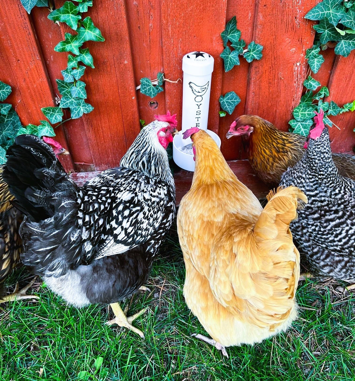 Revolutionary Chicken oyster shell feeder auto-refill keeps calcium available between checks.