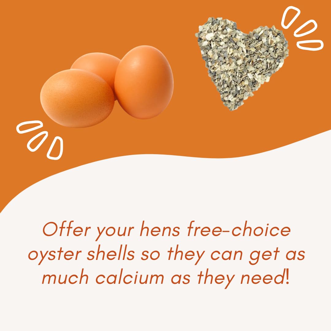 Revolutionary Chicken oyster shell feeder easy to clean and maintain.