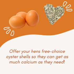 Revolutionary Chicken oyster shell feeder easy to clean and maintain.