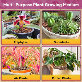 Riare multi-use orchid growing media supports Phalaenopsis and other epiphytes.