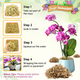 Riare sphagnum moss supports staghorn ferns and terrarium setups with drainage.