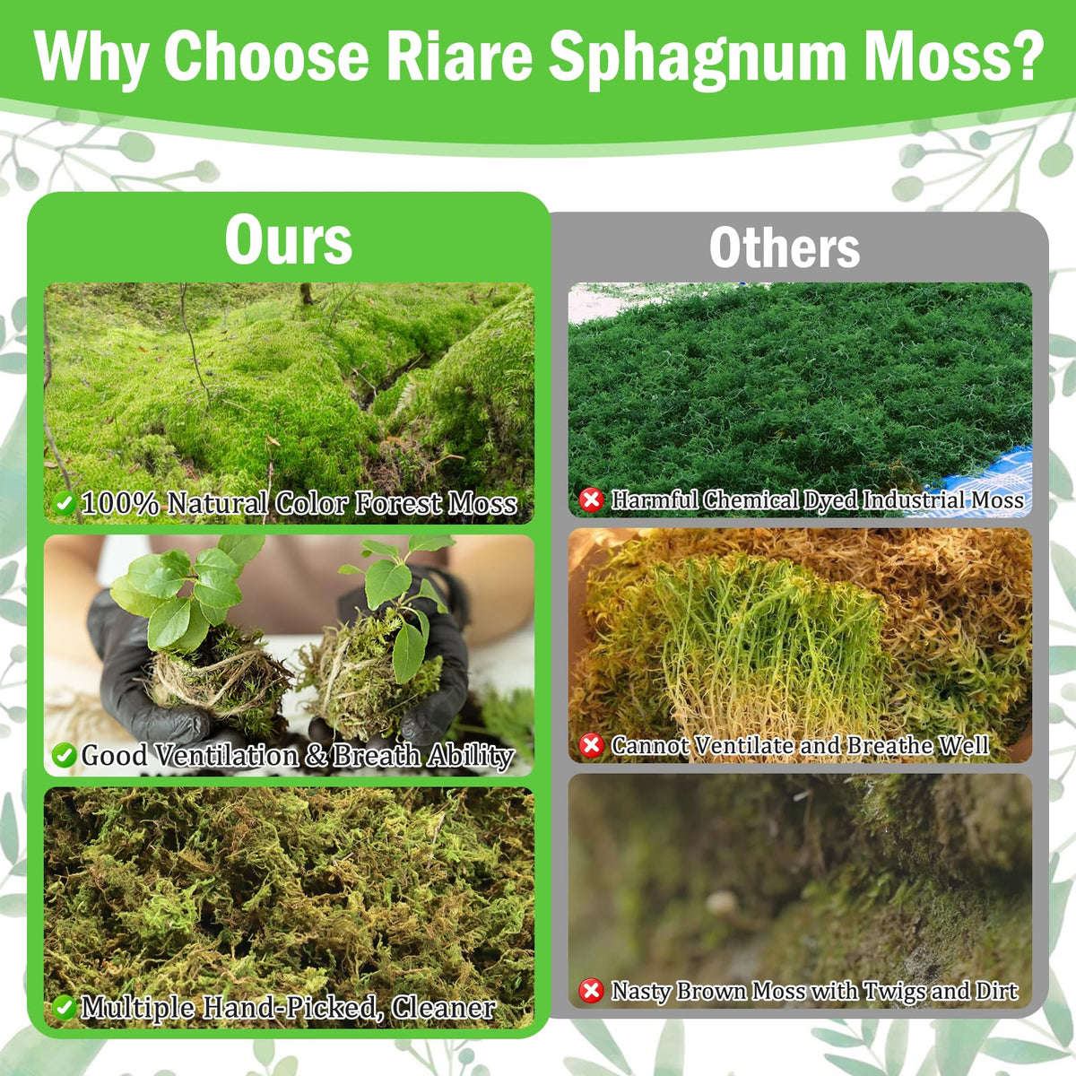Riare sphagnum moss decorative terrarium use for DIY crafts.