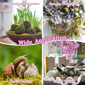 Riare orchid moss supports proper drainage and pH balance in delicate plants.