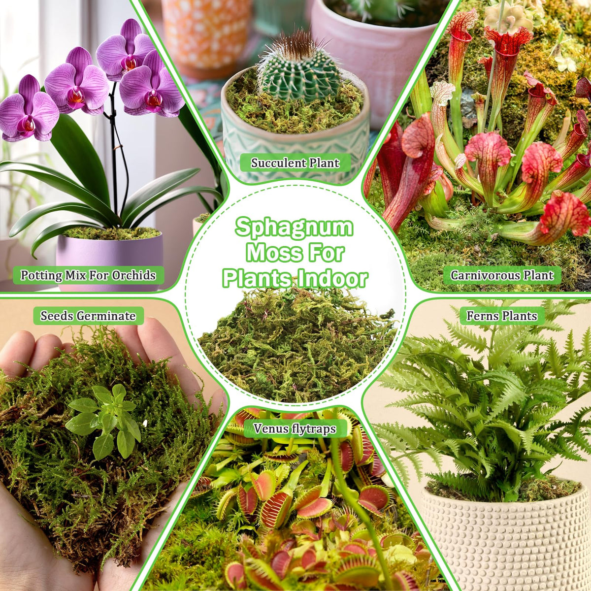 Riare sphagnum moss orchid repotting scene with fresh moss.
