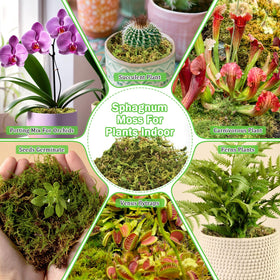 Riare sphagnum moss orchid repotting scene with fresh moss.