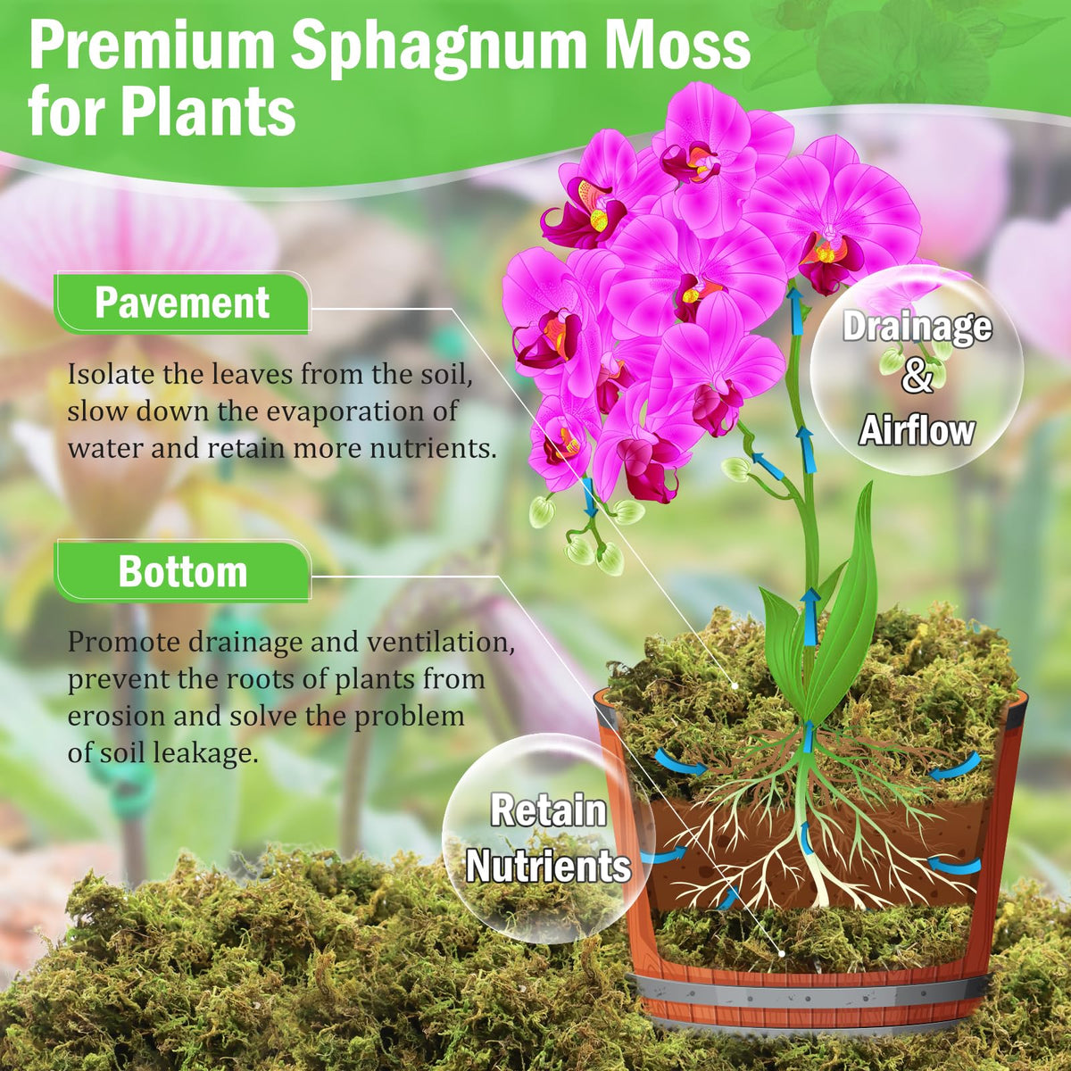 Riare sphagnum moss soft fluffy orchid use, promotes airy potting mix.