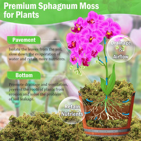 Riare sphagnum moss soft fluffy orchid use, promotes airy potting mix.