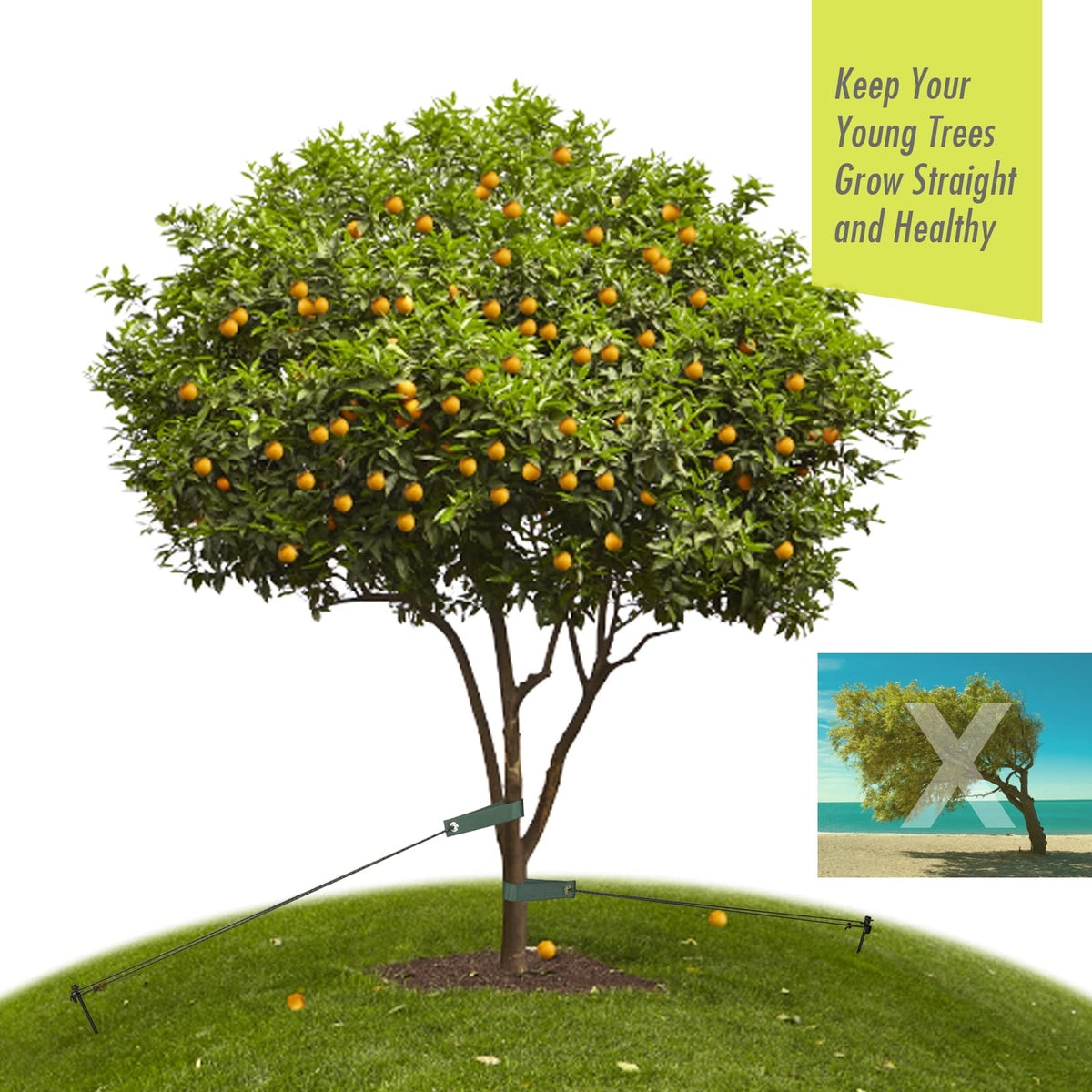 RIFNY leaning tree support system stabilizing a leaning trunk
