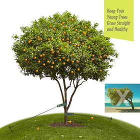 RIFNY leaning tree support system stabilizing a leaning trunk