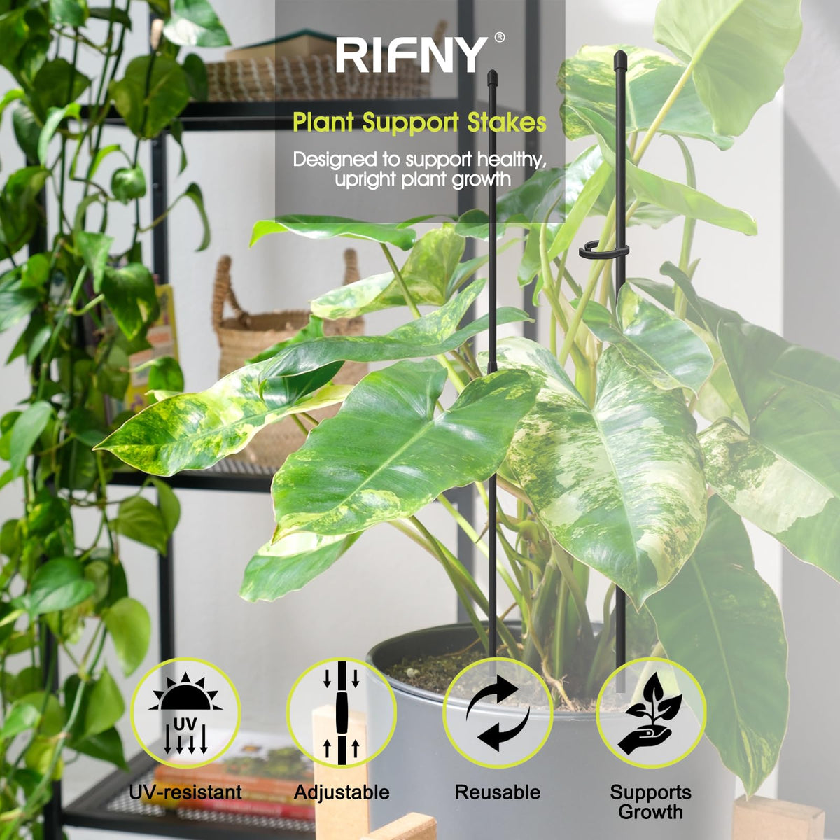 RIFNY plant stake with movable clips supports growing stems.