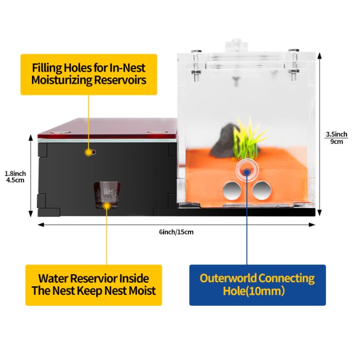 Rimsunta Formicarium cleaning area simplifies nest maintenance.