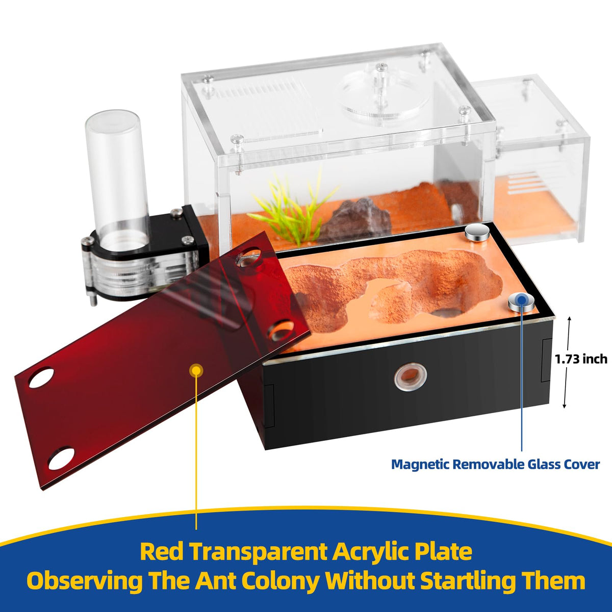 Rimsunta Formicarium transparent cover plate for stress-free daily observation.