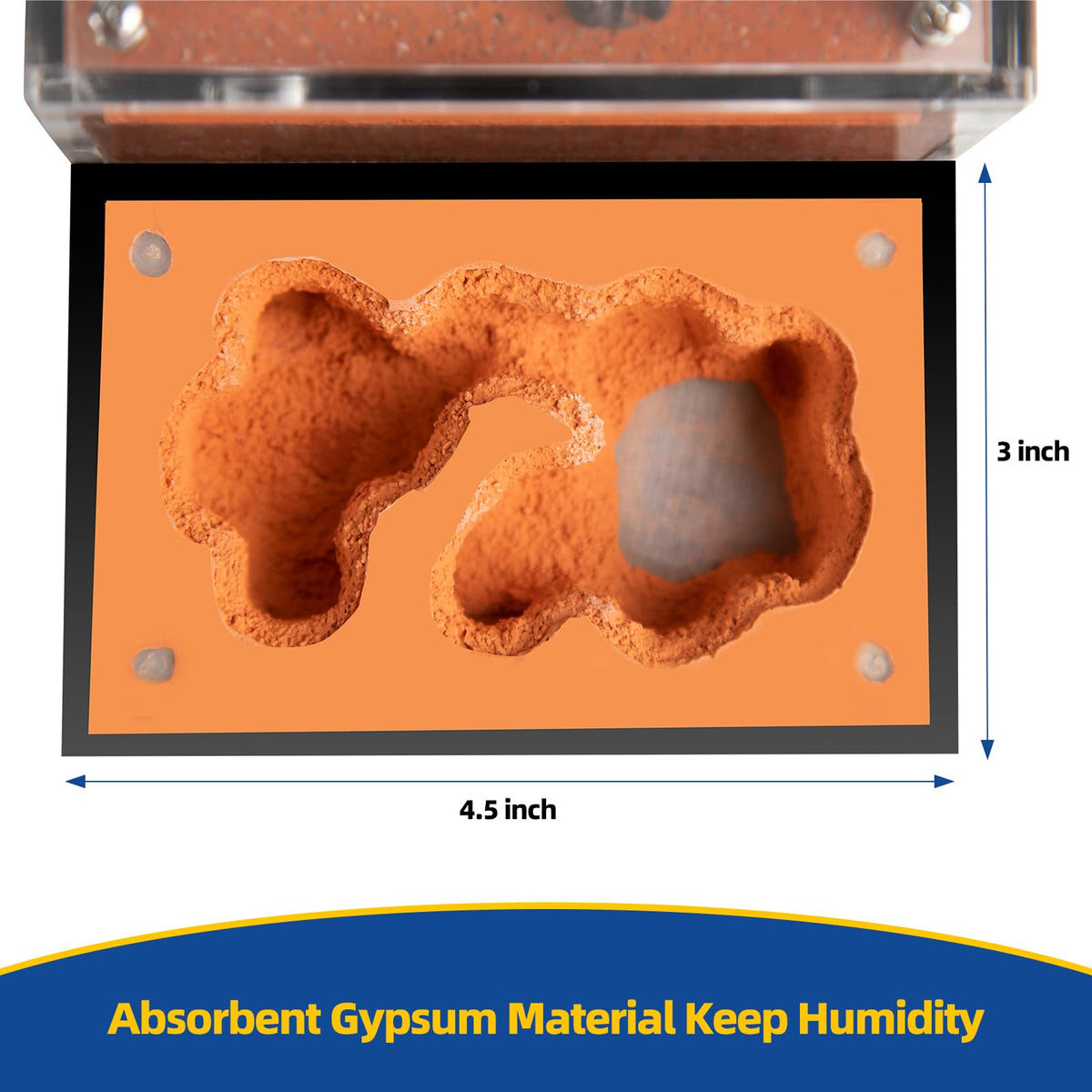 Rimsunta Formicarium expansion holes enable scalable habitat as colonies grow.