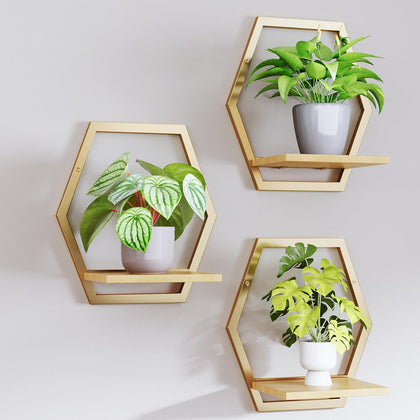 Rioneta hexagon wall planters with gold frames holding small plants