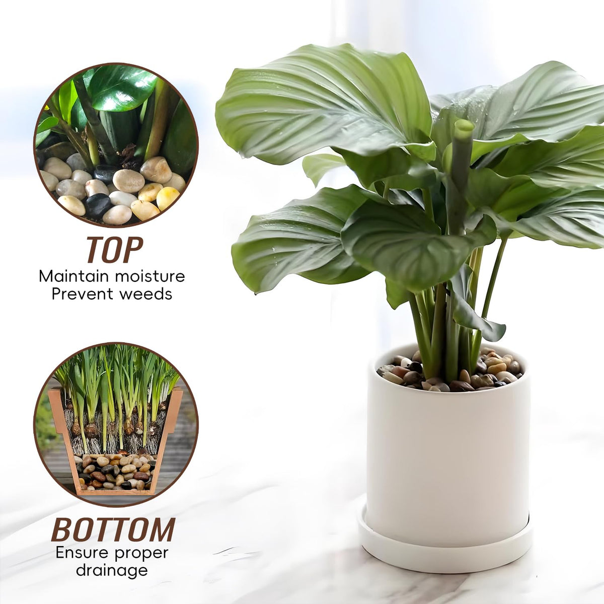RITOLLO plant drainage pebbles improve soil moisture control and pot drainage.