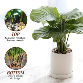 RITOLLO plant drainage pebbles improve soil moisture control and pot drainage.