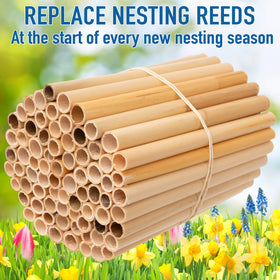 Rivajam 125 tubes offer varied sizes for different bee species