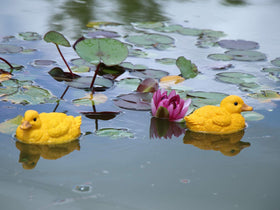 Rmdusk durable resin ducks suitable for all-weather outdoor use