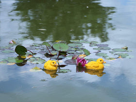 Rmdusk lightweight resin ducks pond decor easy to move and rearrange