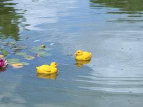 Rmdusk resin duck figures lawn display set 2 with realistic texture