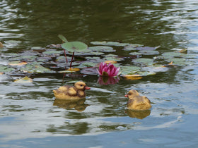 Rmdusk resin duck texture detail highlights lifelike features for realistic pond display.
