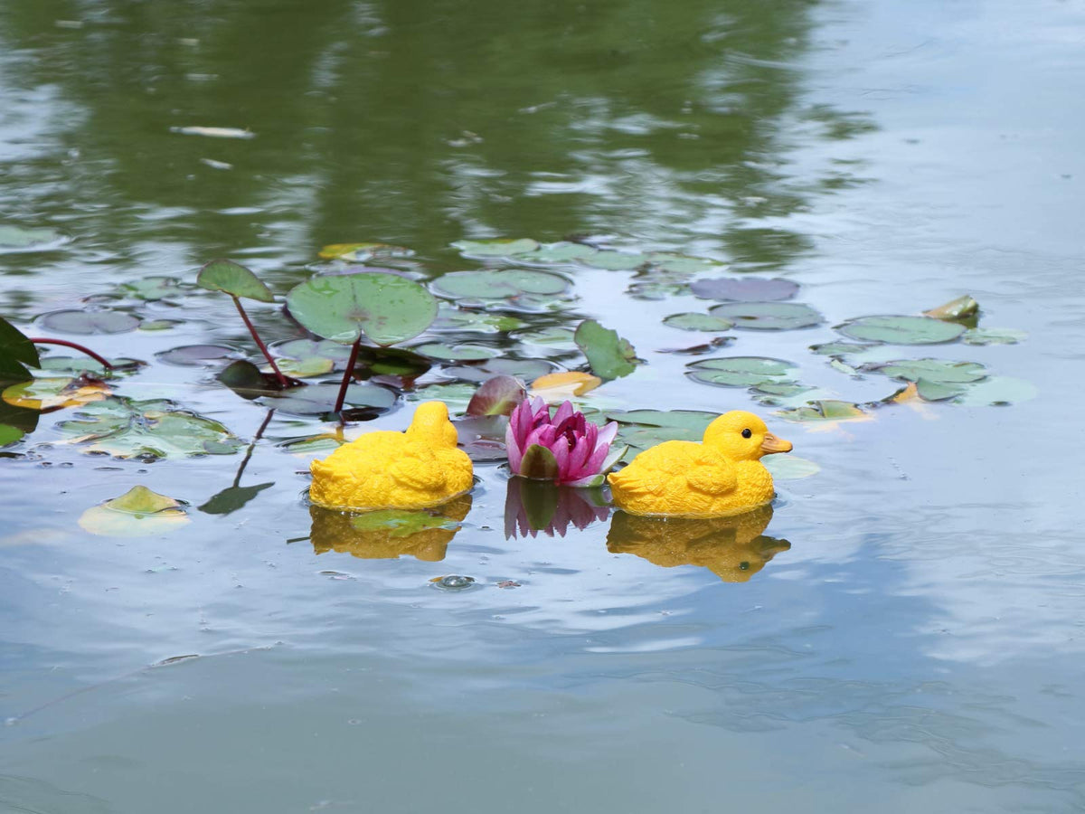 Rmdusk yellow ducks enhance garden mood with cheerful charm