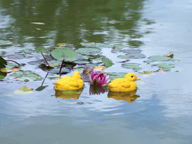 Rmdusk yellow ducks enhance garden mood with cheerful charm