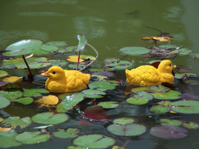 Rmdusk yellow resin ducks outdoor decor ready for garden or pond