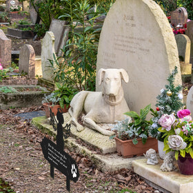 Rngmsi sympathy garden stake helps honor a beloved pet outdoors.