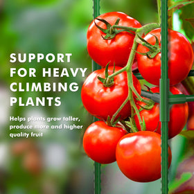 Roadplum cage supports tomatoes and roses for vertical growth in the garden.