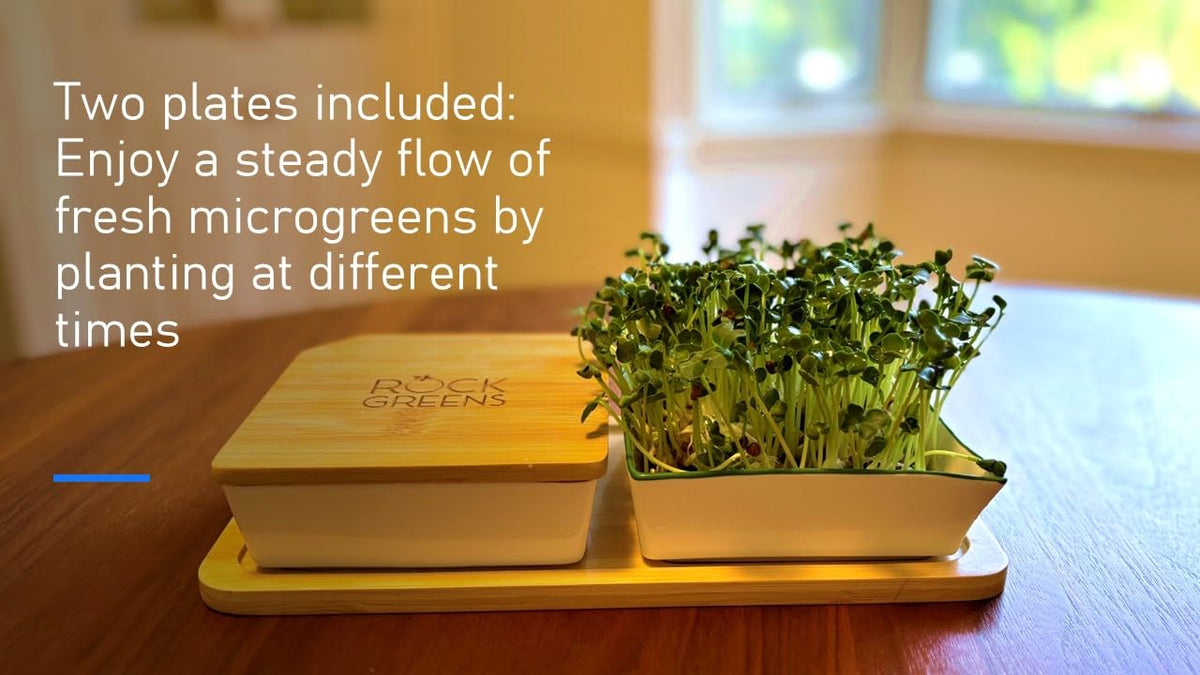 Rock Greens color-coded ceramic trays keep harvests organized and clean