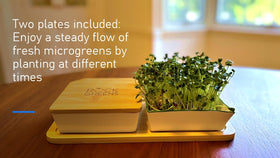 Rock Greens color-coded ceramic trays keep harvests organized and clean