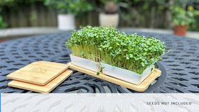Rock Greens self-watering ceramic tray supports simple daily greens at home