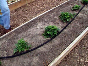 Rocky Mountain Goods water-saving feature illustrated by root-zone hydration path