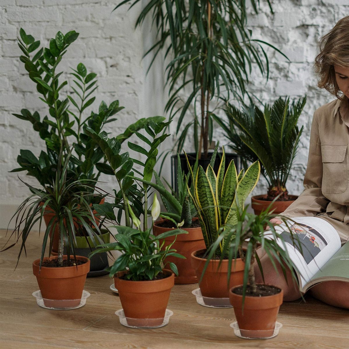 Rocutus transparent plant dish allows decorative rocks and clean visibility.