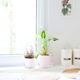 Rocutus water-visible saucer helps prevent leaks and spills.