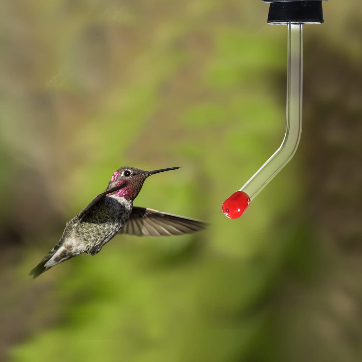 Romooa hummingbird feeder tubes size check to ensure proper fit with various feeders.