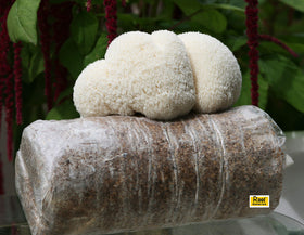 Close-up of Lion's Mane instruction guide for easy home growing.