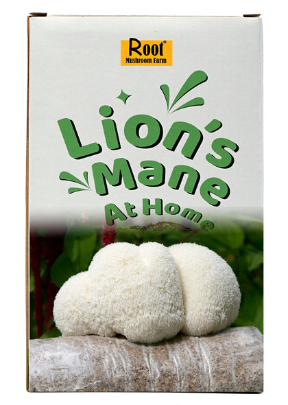 Root Mushroom Farm Lion's Mane grow kit log ready for indoor cultivation.