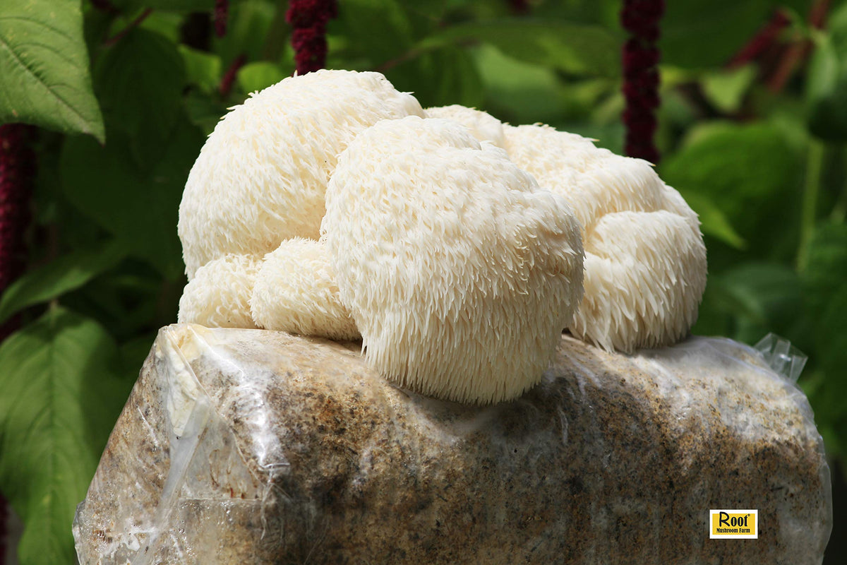 Fresh Lion's Mane mushrooms harvested with Root Mushroom Farm kit after harvest.