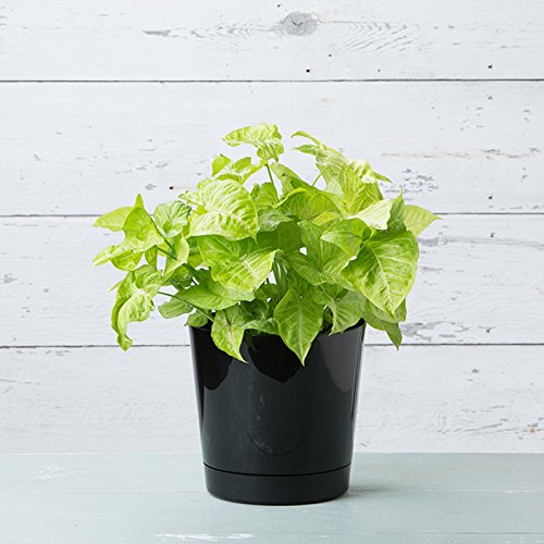 Root & Vessel Majestic 14 inch diameter round cylinder pot suitable for larger plants