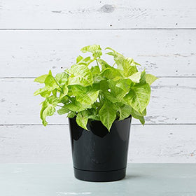 Root & Vessel Majestic 14 inch diameter round cylinder pot suitable for larger plants