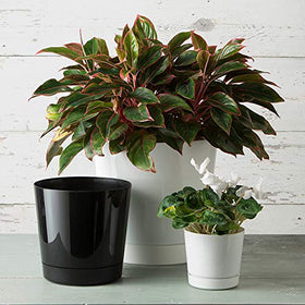 Root & Vessel Majestic glossy black finish suits indoor and outdoor décor