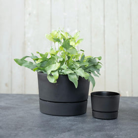 Root & Vessel Majestic indoor setup, lightweight and easy to move.